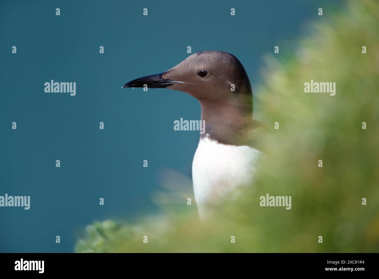 Nahaufnahme einer gewöhnlichen guillemot auf einer Klippe Stockfoto