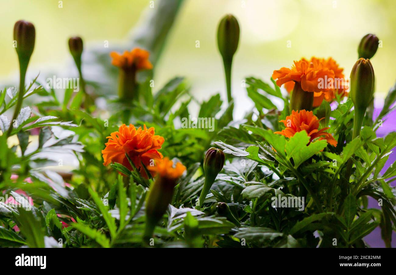 Ein Topf Ringelblumen, Calendula officinalis, wächst auf einer Fensterbank. Selektiver Fokus. Stockfoto