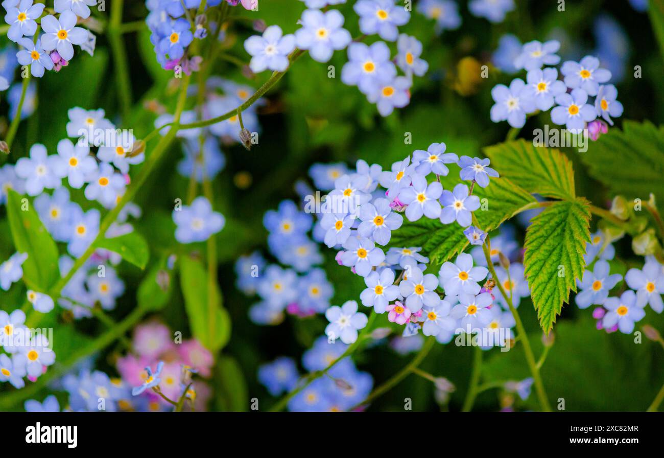Kleine blaue Vergissmeinsblumen, selektive Fokussierung Stockfoto