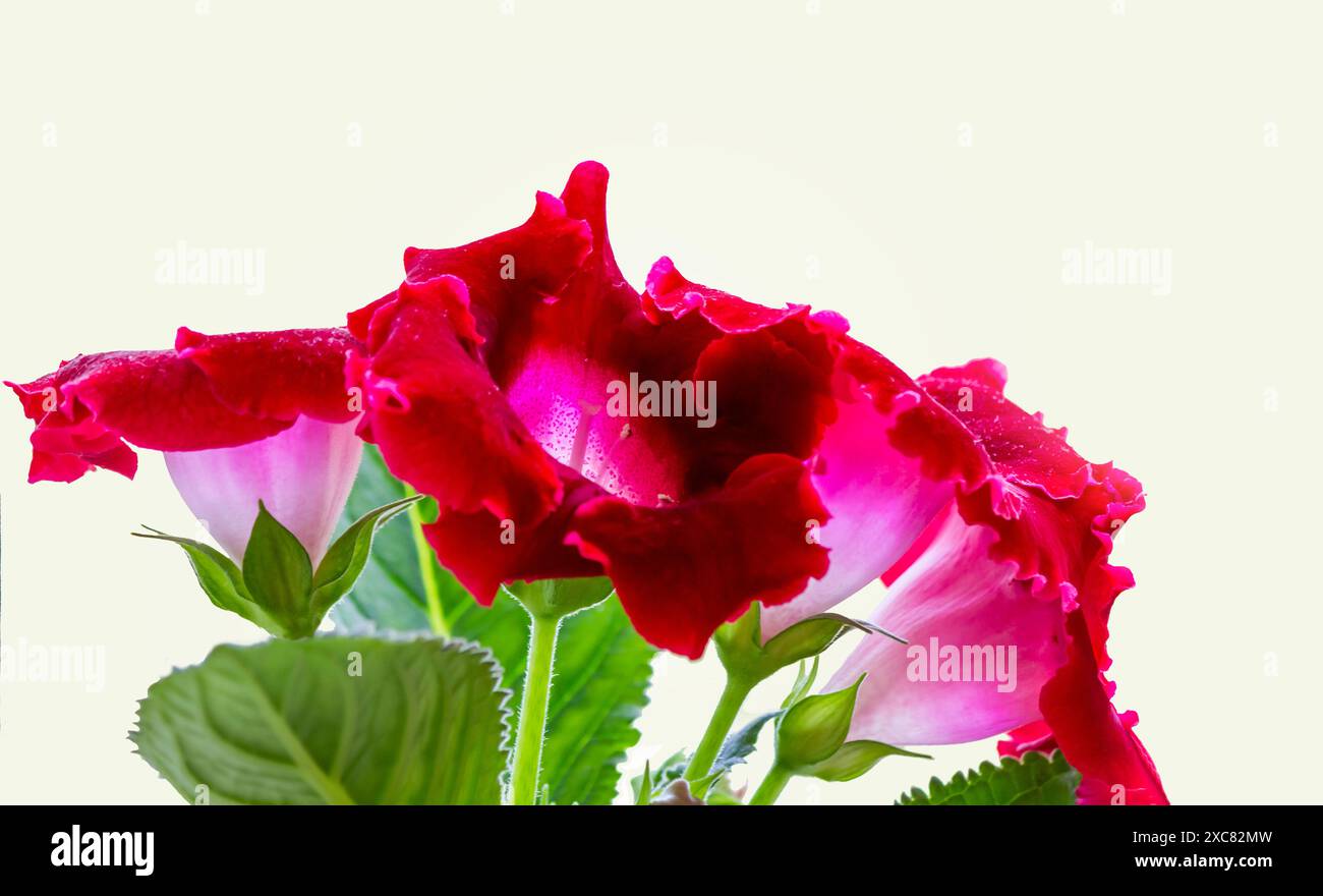 Nahaufnahme von roten Gloxinia-Blüten auf weißem Hintergrund Stockfoto