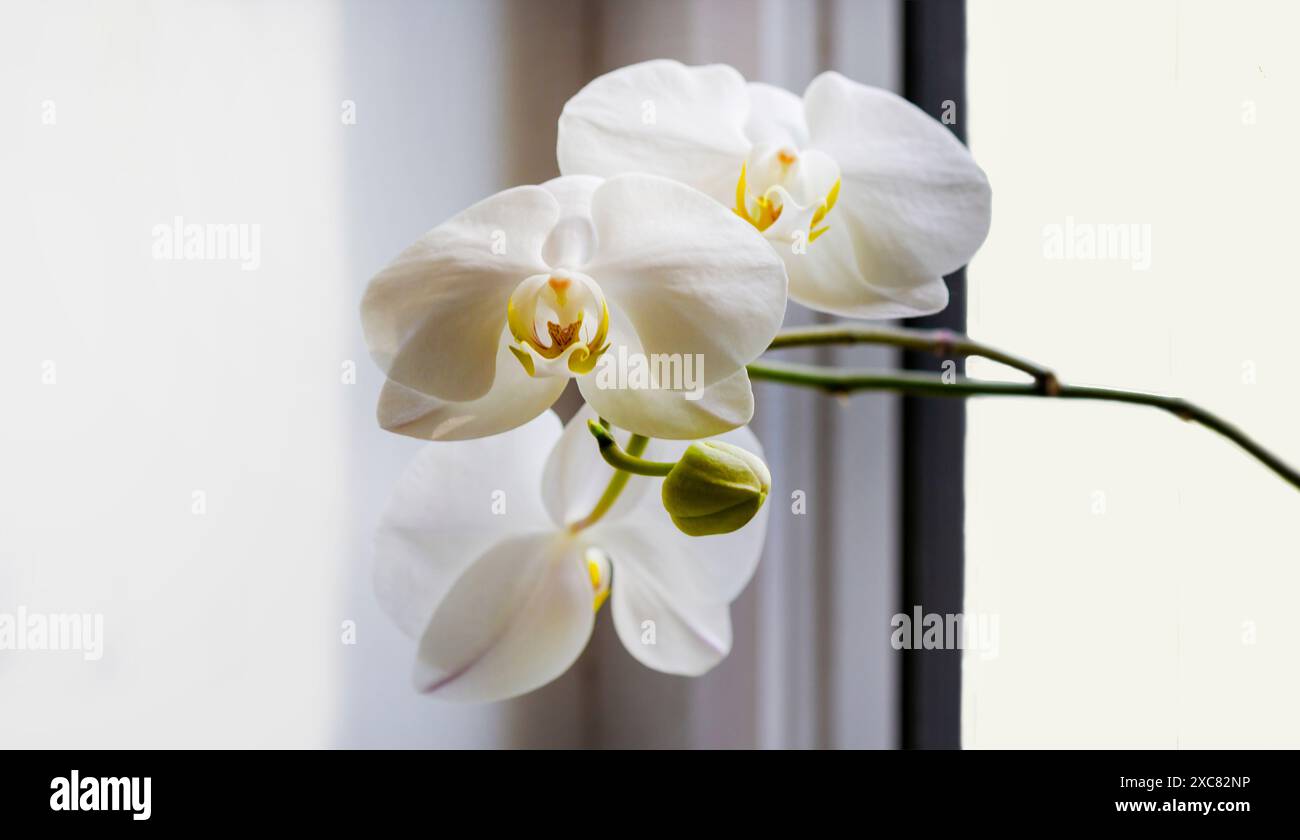 Weiße Orchideenblume auf einem Fenster mit einem schönen Hintergrund Stockfoto