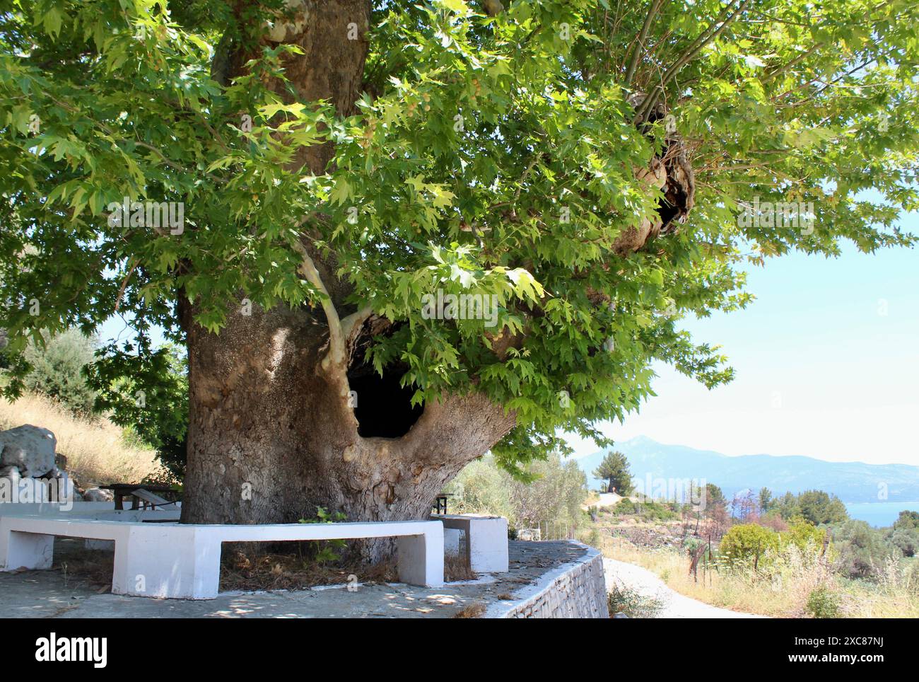Der alte griechische Flugzeugbaum auf Samos, Griechenland Stockfoto