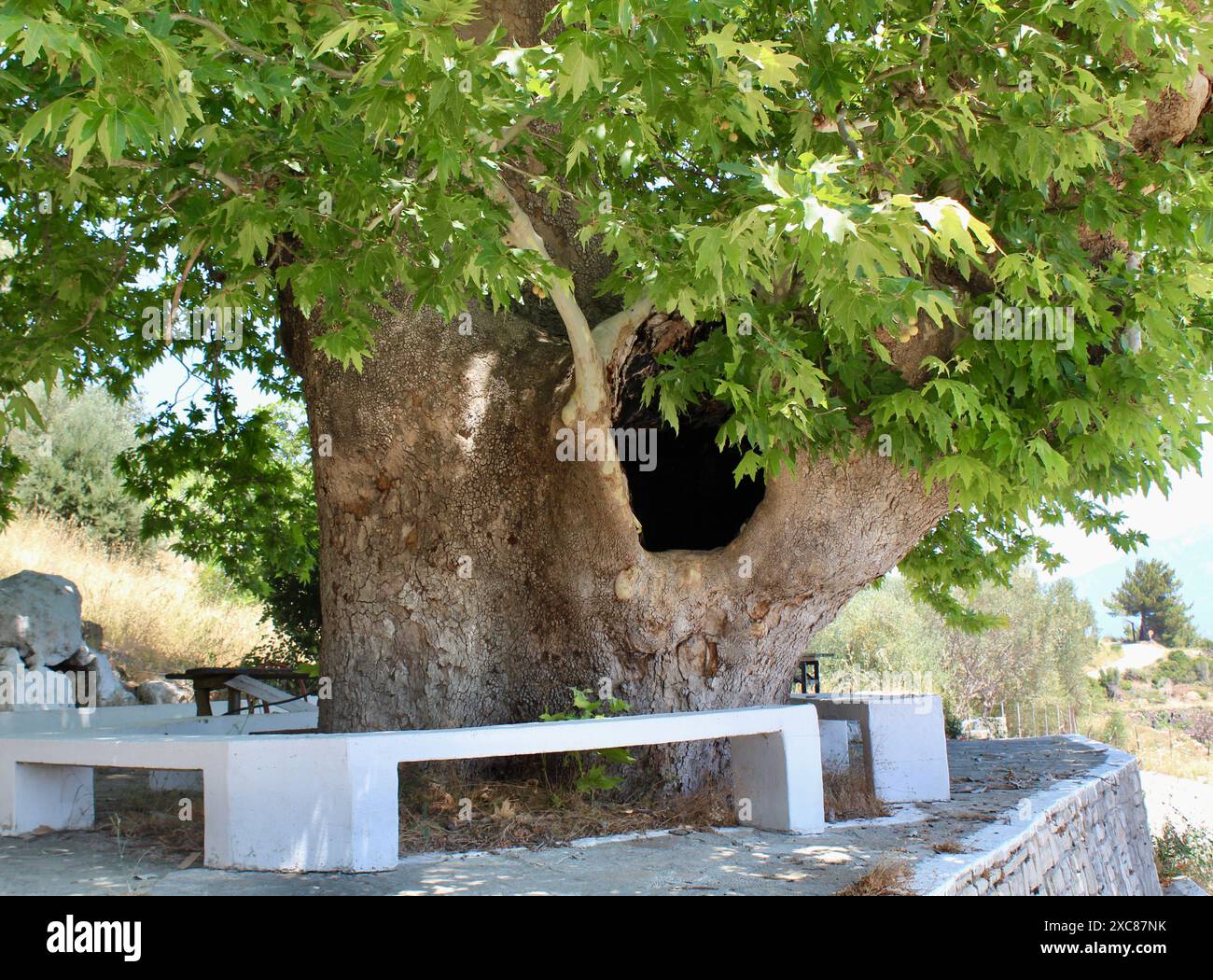 Der alte griechische Flugzeugbaum auf Samos, Griechenland Stockfoto