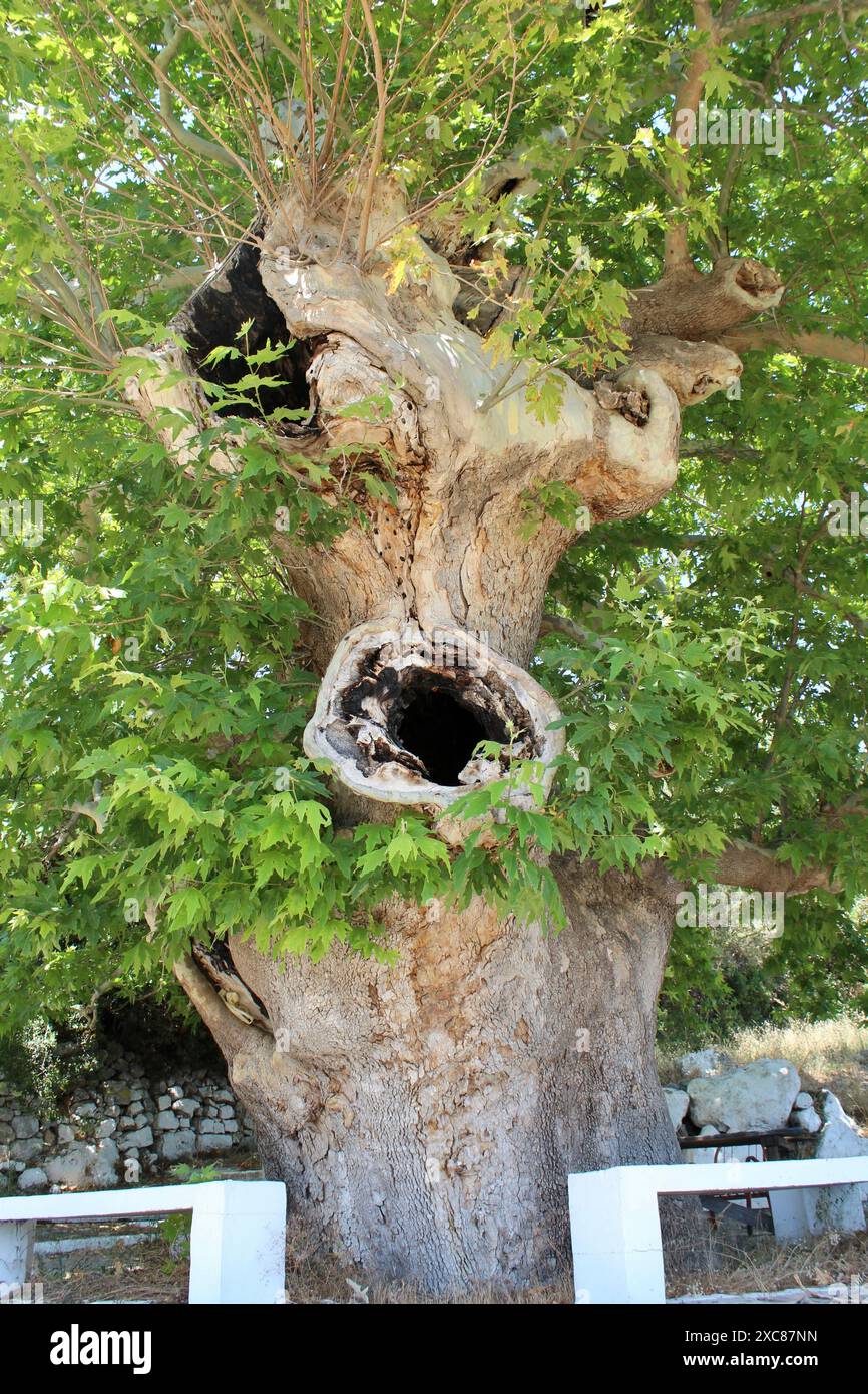 Der alte griechische Flugzeugbaum auf Samos, Griechenland Stockfoto