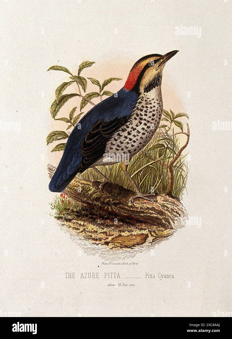 Ein azurblauer Pitta-Vogel (Pitta cyanea). Farblithographie, ca. 1875. Stockfoto