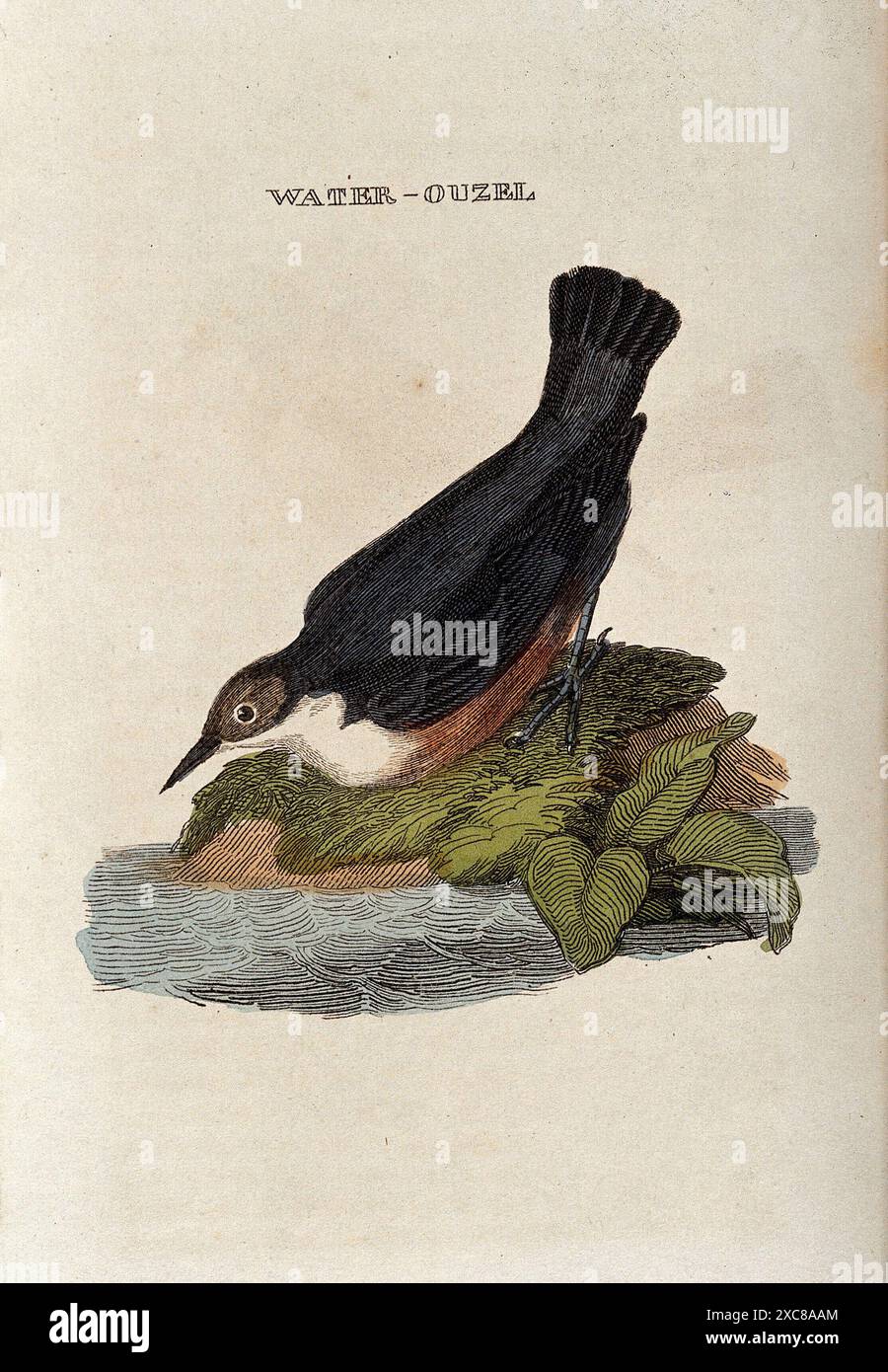 Eine detailreiche, Vintage-Illustration eines Wasser-Ouzels Stockfoto
