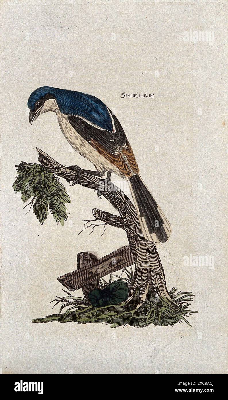 Eine detaillierte Gravur zeigt einen Kracher, der auf einem Ast thront und seinen Kopf nach unten geneigt hat. Der Vogel ist in Blau-, Schwarz-, weiß- und Brauntönen gefärbt. Der Hintergrund ist ein schlichtes weiß, das die komplizierten Details der Vögel betont. Stockfoto