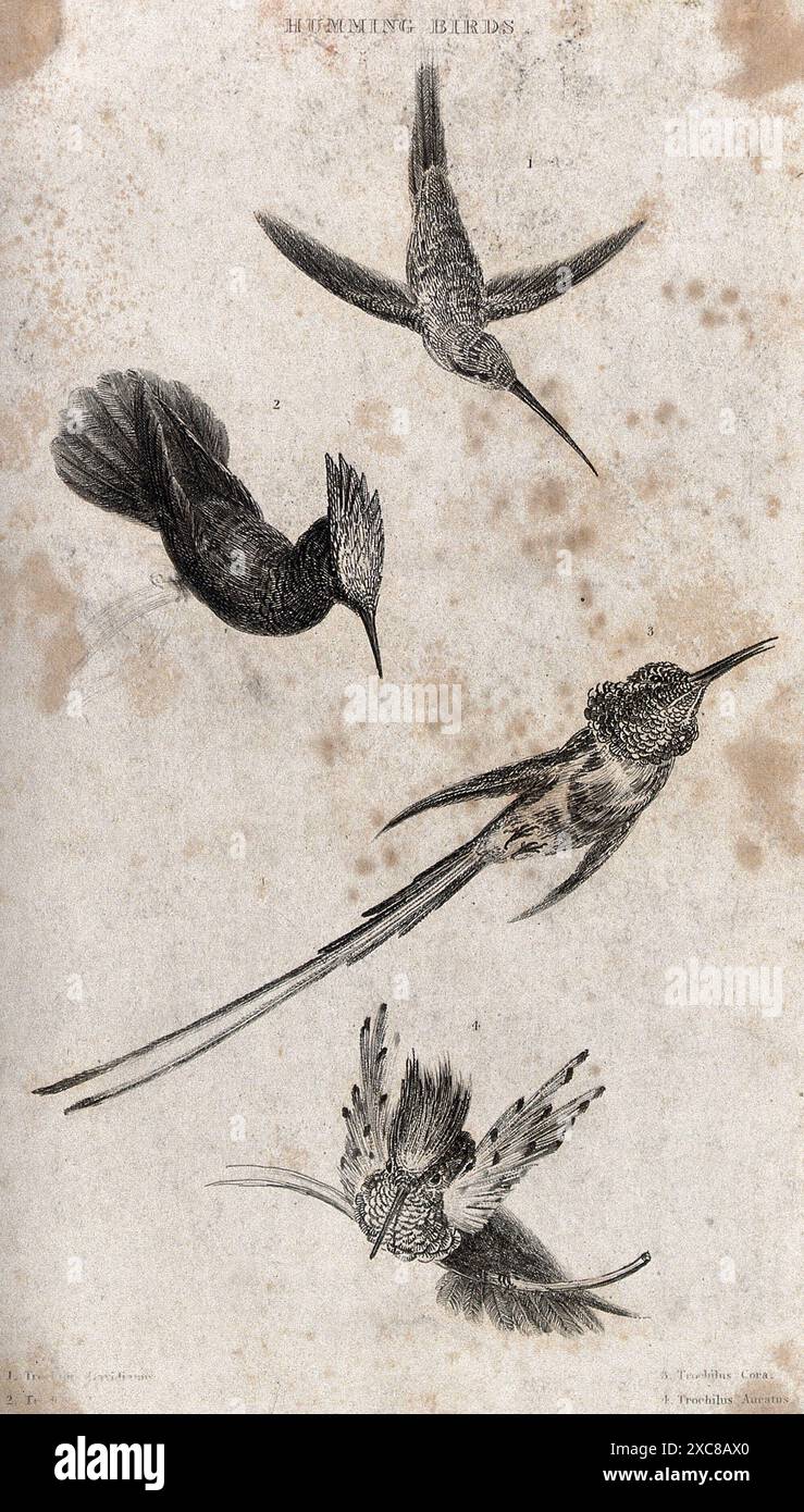 Diese Vintage-Ätzung zeigt vier verschiedene Kolibri-Arten, die akribisch in Schwarz und weiß dargestellt werden. Die Vögel werden in verschiedenen Posen dargestellt und zeigen ihr einzigartiges Gefieder und ihre zarten Merkmale. Das Kunstwerk zeigt eine große Liebe zum Detail und fängt die Anmut und Schönheit dieser faszinierenden Kreaturen ein. Stockfoto