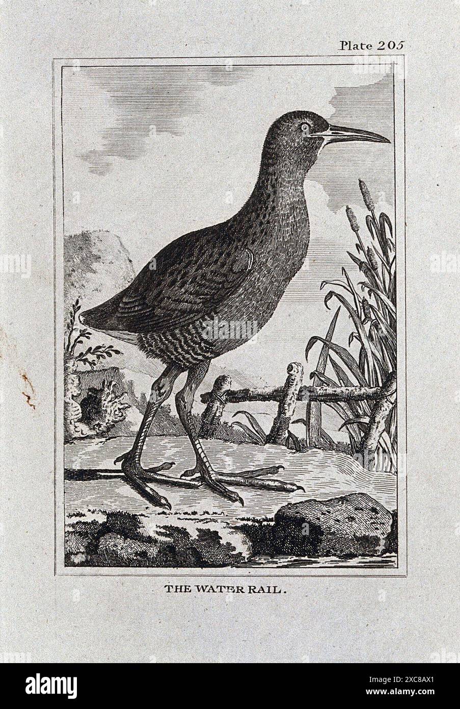 Eine Gravur, die einen Wassereisenvogel zeigt, der an einem felsigen Ufer steht und von hohen Gräsern umgeben ist. Der Vogel wird im Detail gezeigt, mit Federn, Schnabel und Beinen. Das Kunstwerk stammt aus dem 18. Jahrhundert. Stockfoto