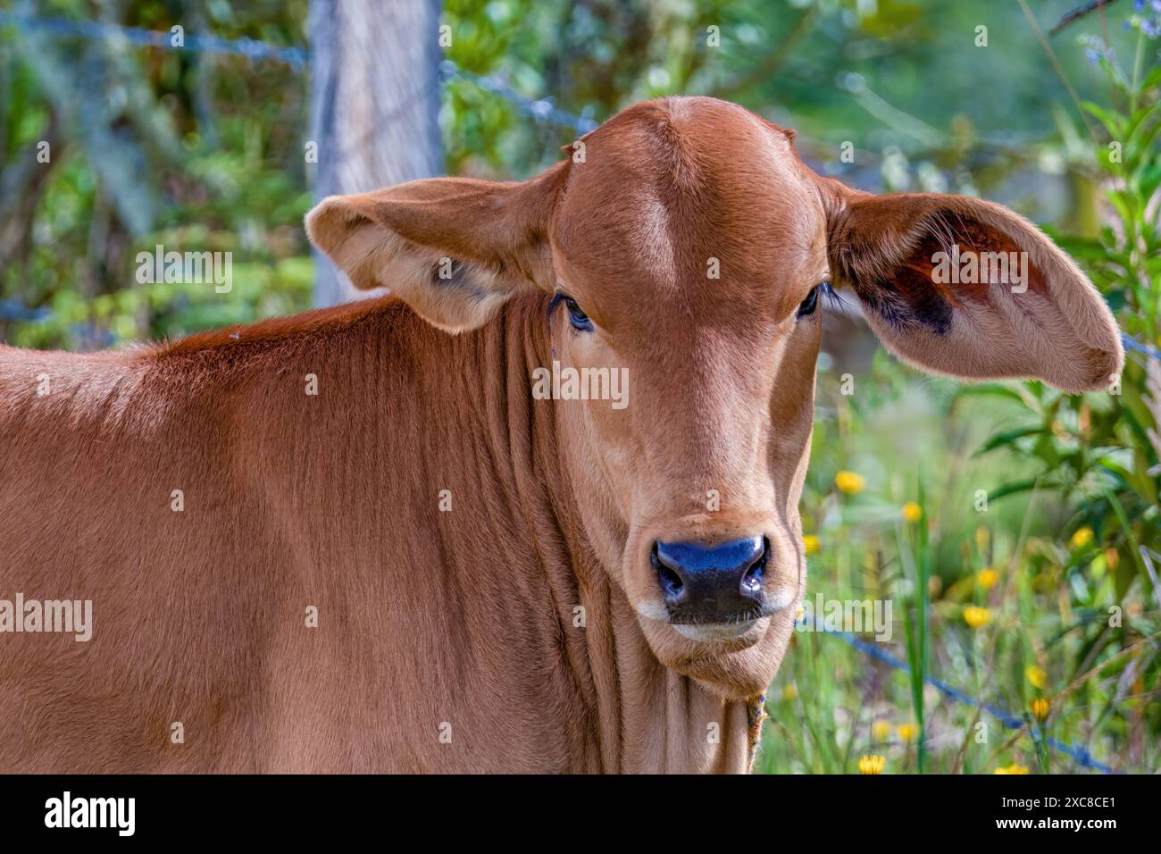 Nahaufnahme eines braunen Kalbes mit langen Ohren, mit Blick auf die Kamera, aufgenommen auf einer Farm in den östlichen Andenbergen in Zentral-Kolumbien. Stockfoto