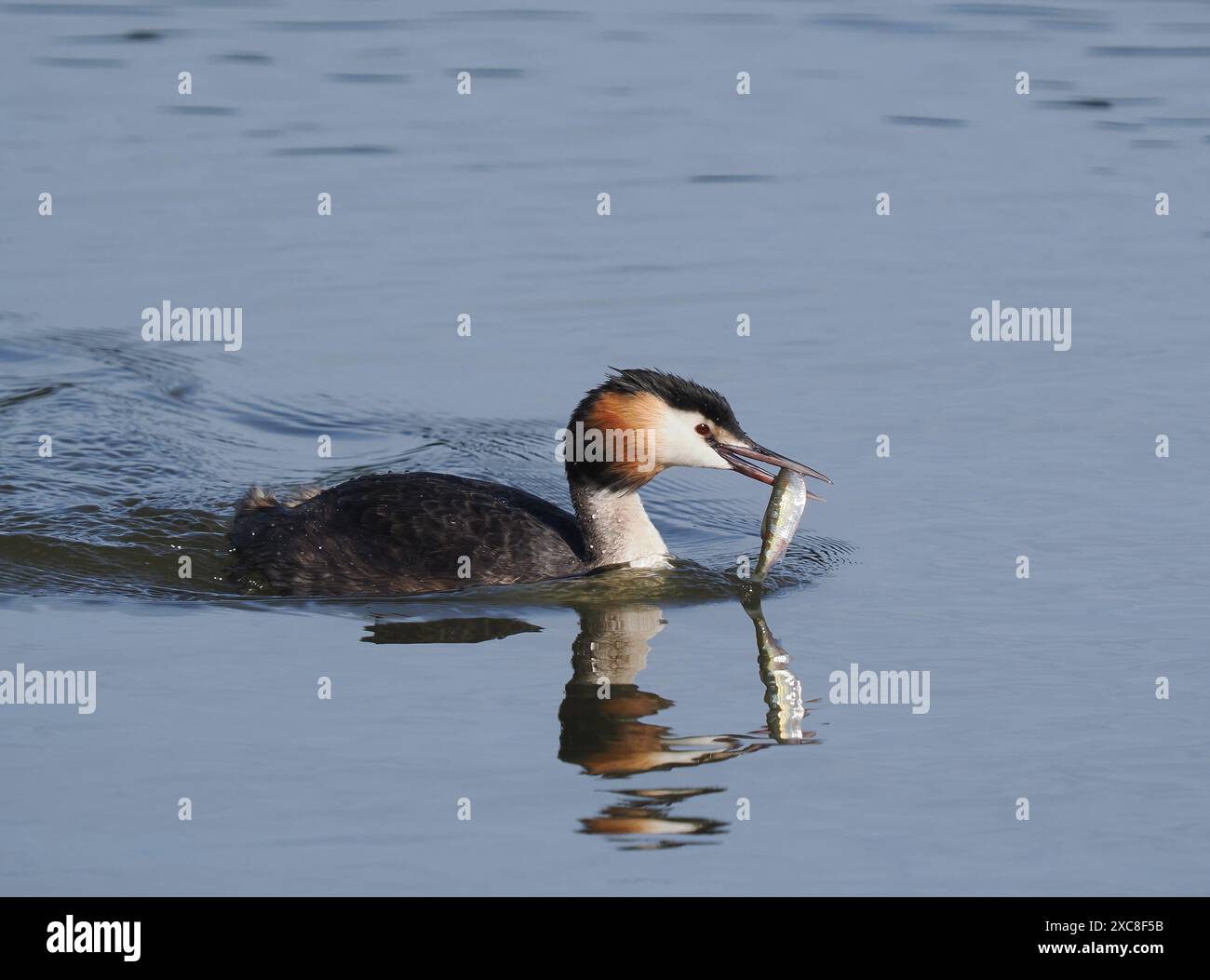 Großkäppchen füttern junge Tiere, die Größe der Beute nimmt mit zunehmendem Wachstum schnell zu. Stockfoto