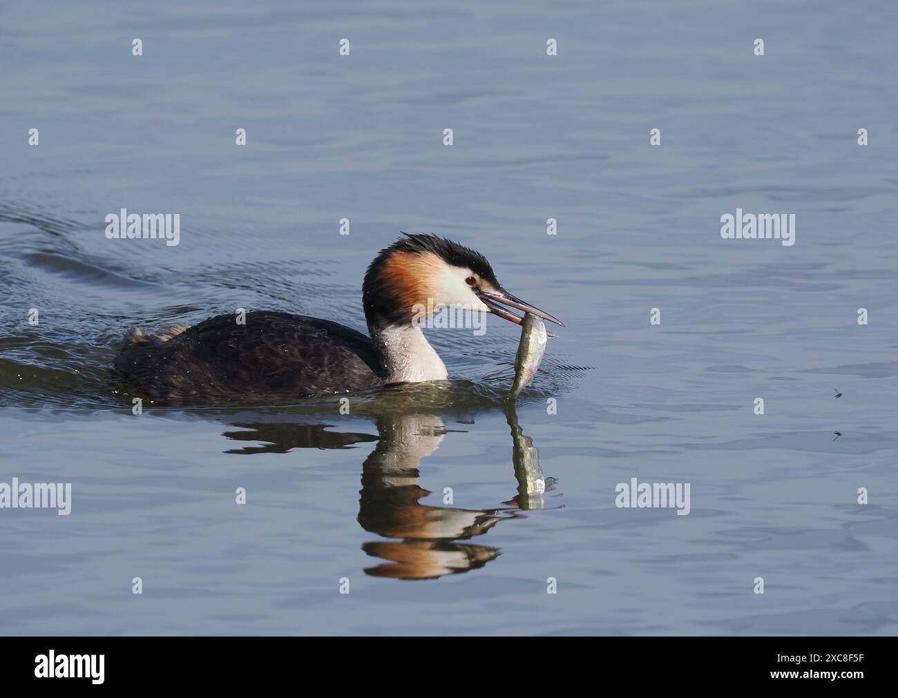 Großkäppchen füttern junge Tiere, die Größe der Beute nimmt mit zunehmendem Wachstum schnell zu. Stockfoto