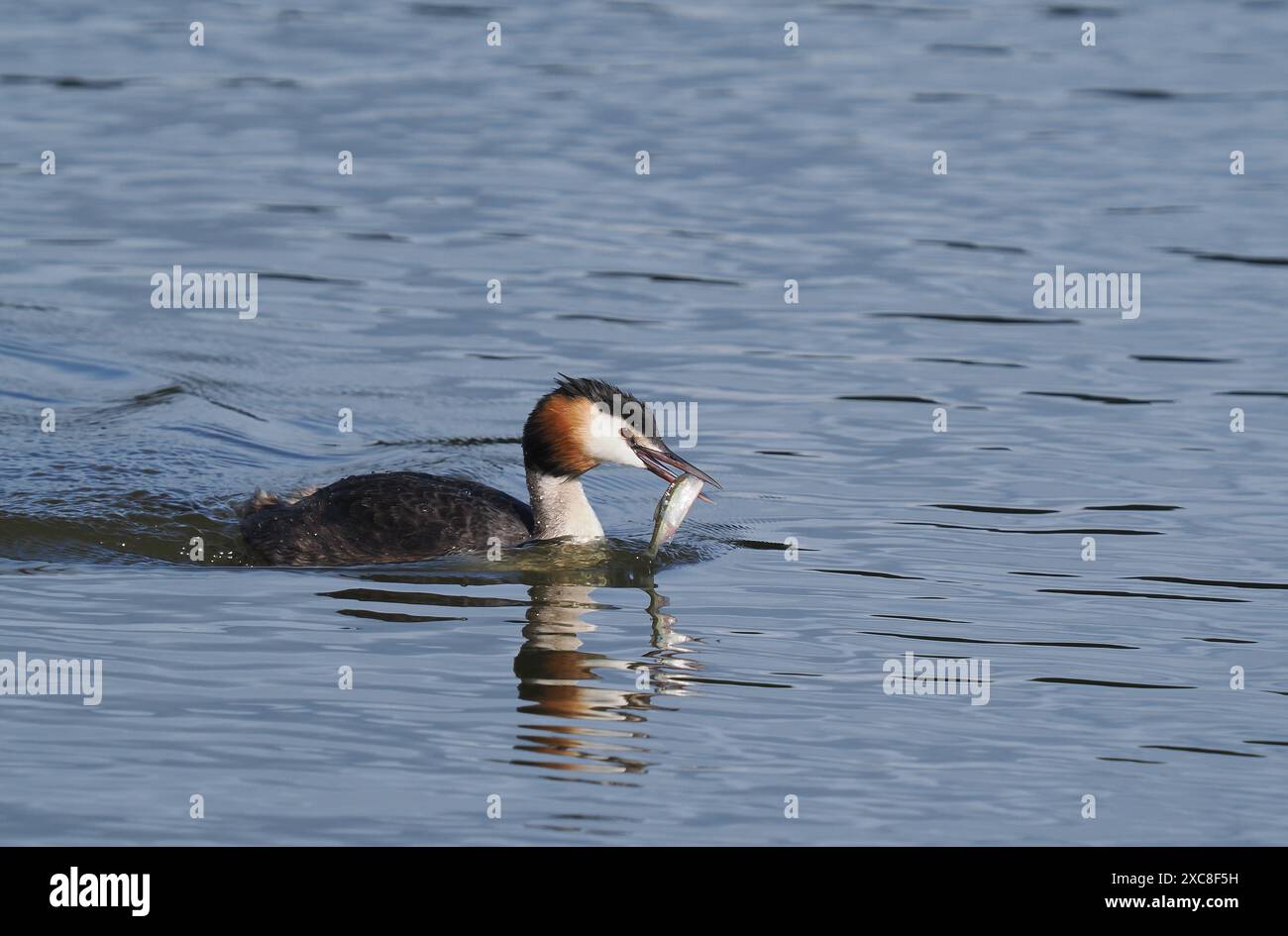 Großkäppchen füttern junge Tiere, die Größe der Beute nimmt mit zunehmendem Wachstum schnell zu. Stockfoto