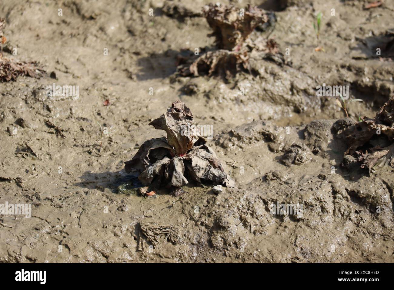 Lollo Rosso mit Schlamm bedeckt Stockfoto