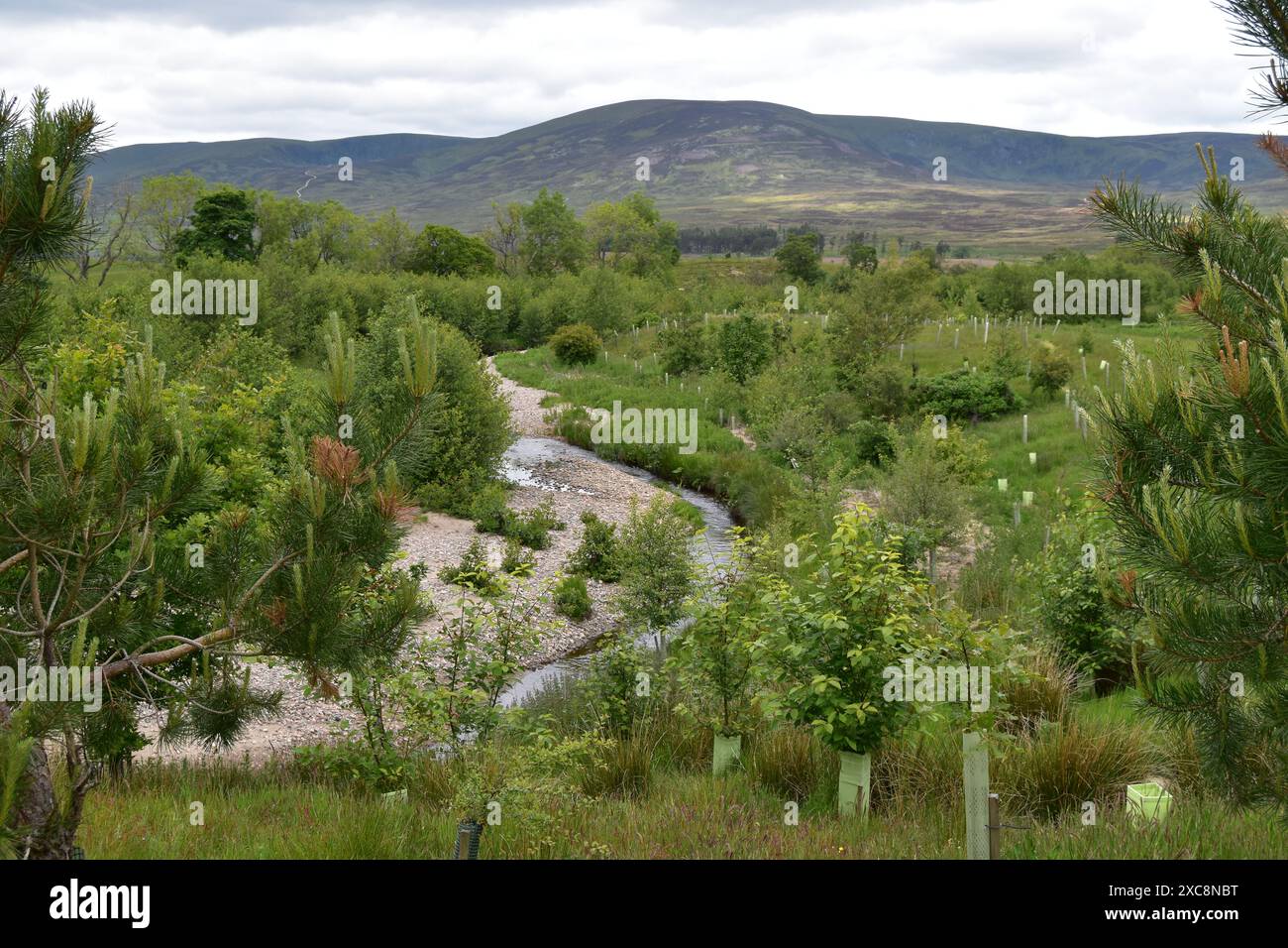 Der Rottal Burn in Glen Clova, ein Nebenfluss des South Esk in Angus, Schottland, wurde 2012 im Rahmen eines Umweltschutzprojekts neu mäandert. Stockfoto