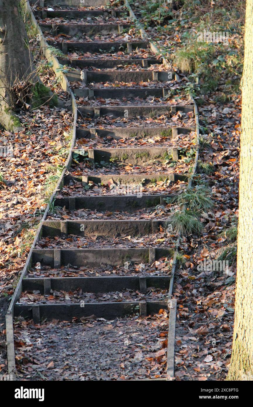 Eine Holztreppe auf einem Waldweg. Stockfoto