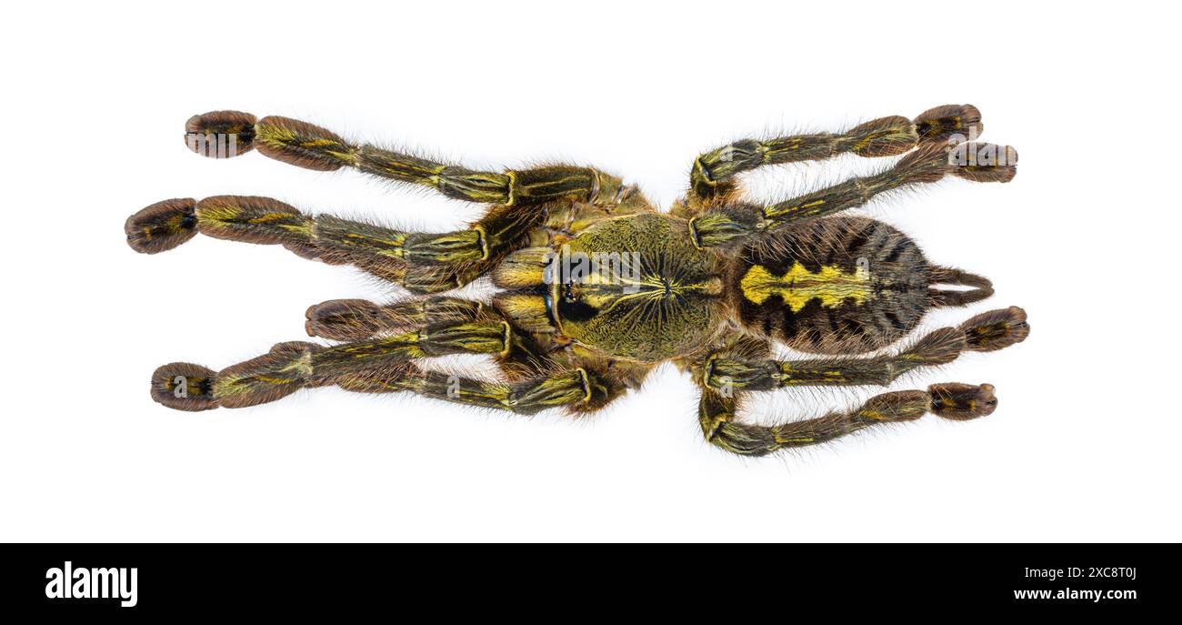 Weibliche Poecilotheria rufilata alias Redslate ornamental tarantula. Draufsicht, isoliert auf weißem Hintergrund. Stockfoto