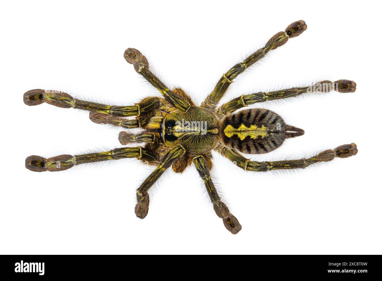 Weibliche Poecilotheria rufilata alias Redslate ornamental tarantula. Draufsicht, isoliert auf weißem Hintergrund. Stockfoto