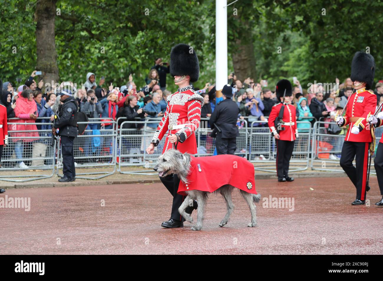 London, Großbritannien. Juni 2024. Truppe der Farbe. Im Juni findet jedes Jahr Trooping the Colour, auch bekannt als „The King's Birthday Parade“, auf der Horse Guards Parade in London statt. Mit seiner Majestät dem König, der den Salut nimmt, ist die Trooping the Colour der Höhepunkt des Zeremonialkalenders mit über 1400 Offizieren und Männern, 200 Pferden und den Marschkapellen der Haushaltsabteilung auf der Parade. Das Regimentsmaskottchen der Irish Guards, ein irischer Wolfhund namens Seamus, geht mit seinem Führer. Quelle: Uwe Deffner/Alamy Live News Stockfoto