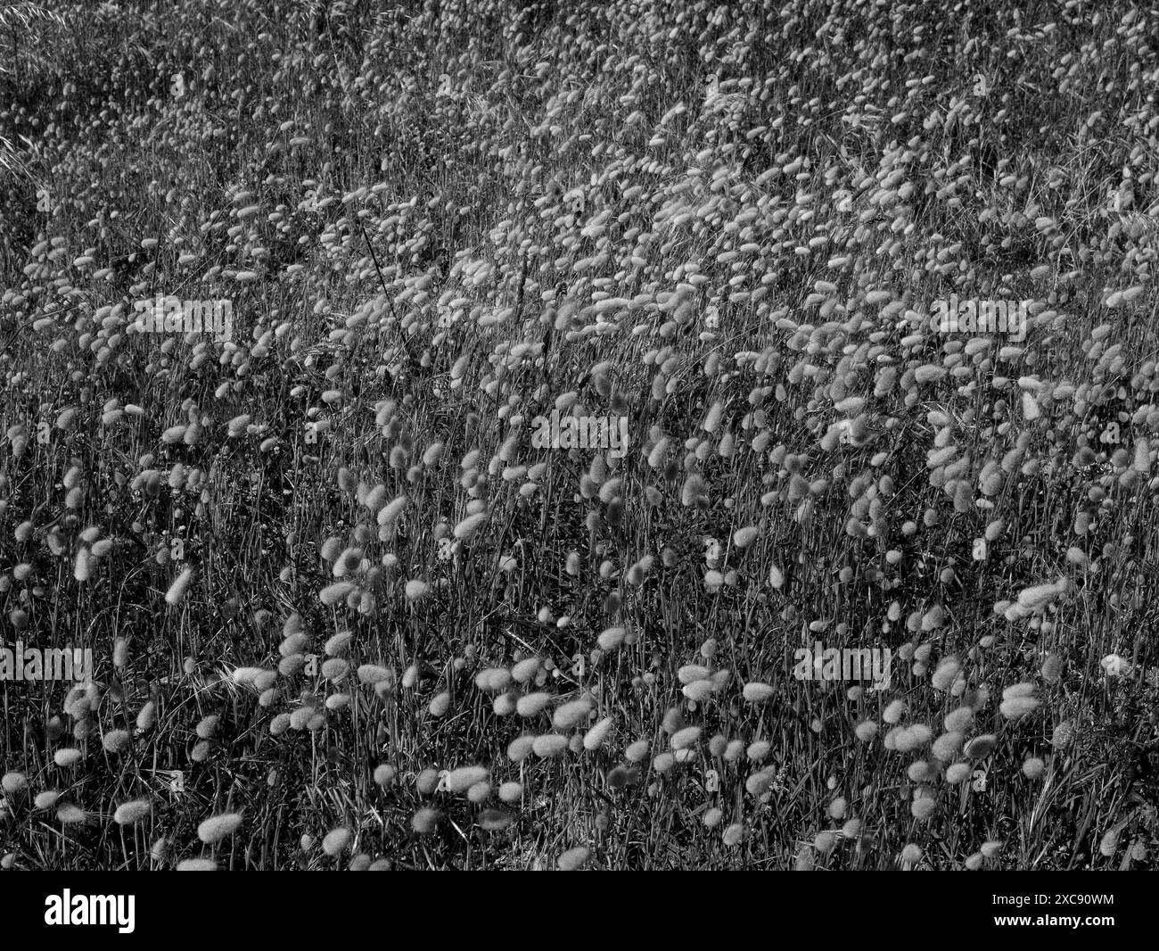 Feld des Hasenschwanzgrases schwarz-weiß Stockfoto