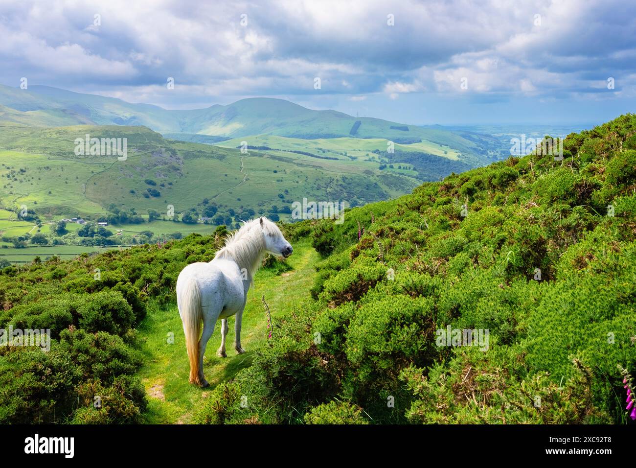 Wildes walisisches Mountain Pony in den Hügeln von Carneddau vor dem nördlichen Snowdonia National Park oberhalb der Küste von Nordwales. Penmaenmawr, Conwy, Wales, Großbritannien Stockfoto