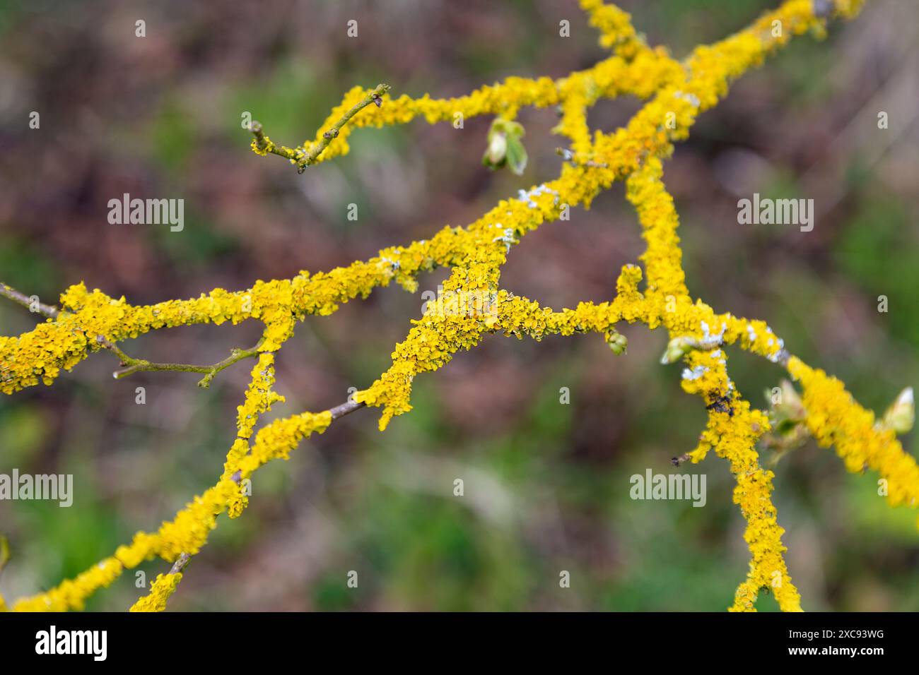 Gelbe Flechten Xanthoria parietina auf einem Ast, Kent Downs, England Stockfoto