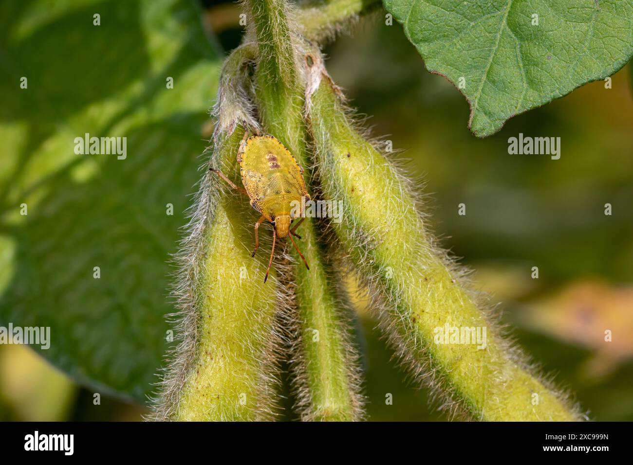 Grüne Stinkwanze auf Sojabohnenpflanze. Pflanzeninsekten in der Landwirtschaft, Schädlingsbekämpfung und Pflanzenschadenskonzept. Stockfoto