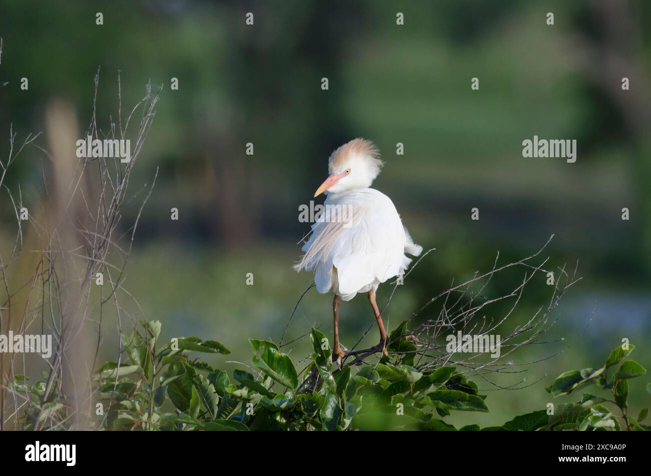 Kuhreiher, Bubulcus ibis Stockfoto