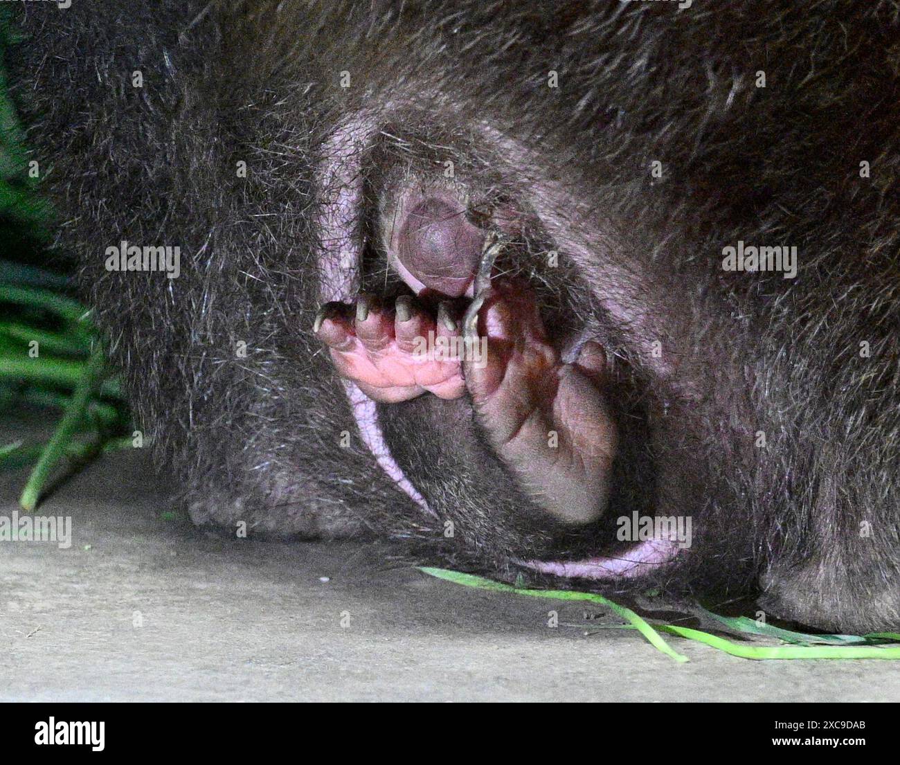 Prag, Tschechische Republik. Juni 2024. Junge Wombat-Frau Mersey mit Mutter im Prager Zoo am 15. Juni 2024, Prag, Tschechische Republik. Quelle: Michal Krumphanzl/CTK Photo/Alamy Live News Stockfoto