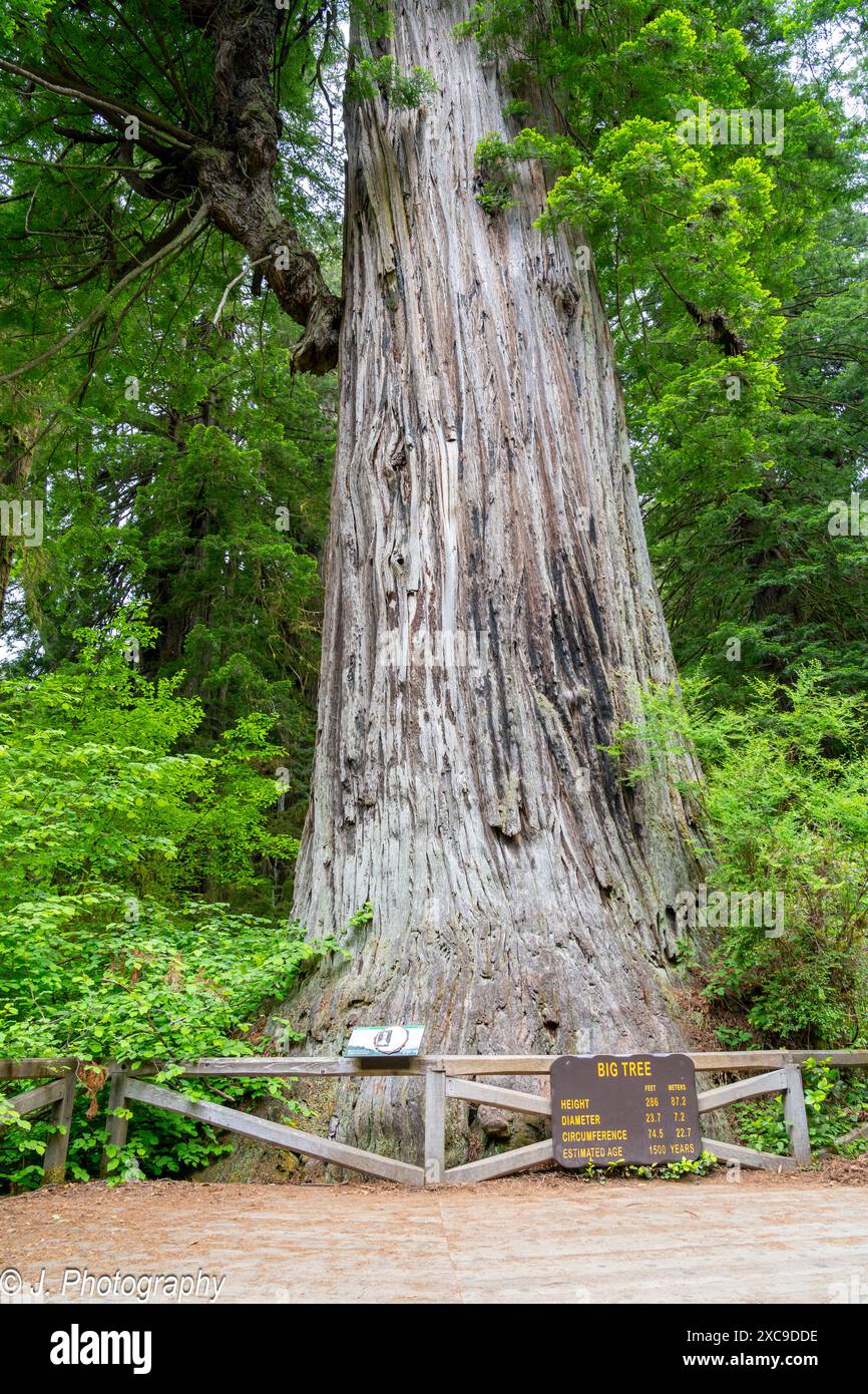 Das Big Tree Wayside im Prairie Creek Redwoods State Park im Redwood National Park. Newton B. Drury Scenic Pkwy, Orick, Kalifornien. Stockfoto