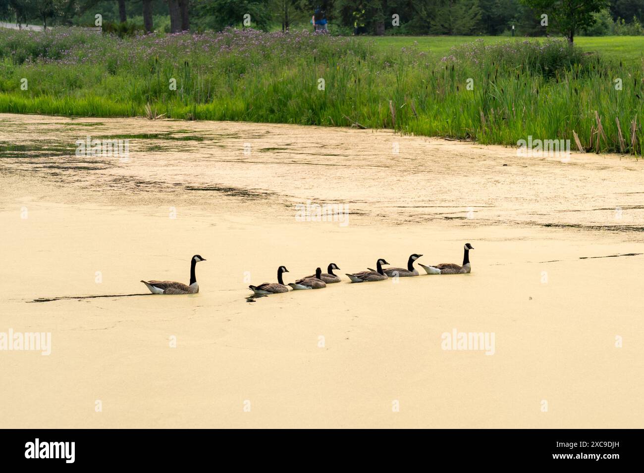 Eine Gruppe Kanadiengänse schwimmt im Wasser mit Entenweeds. Stockfoto