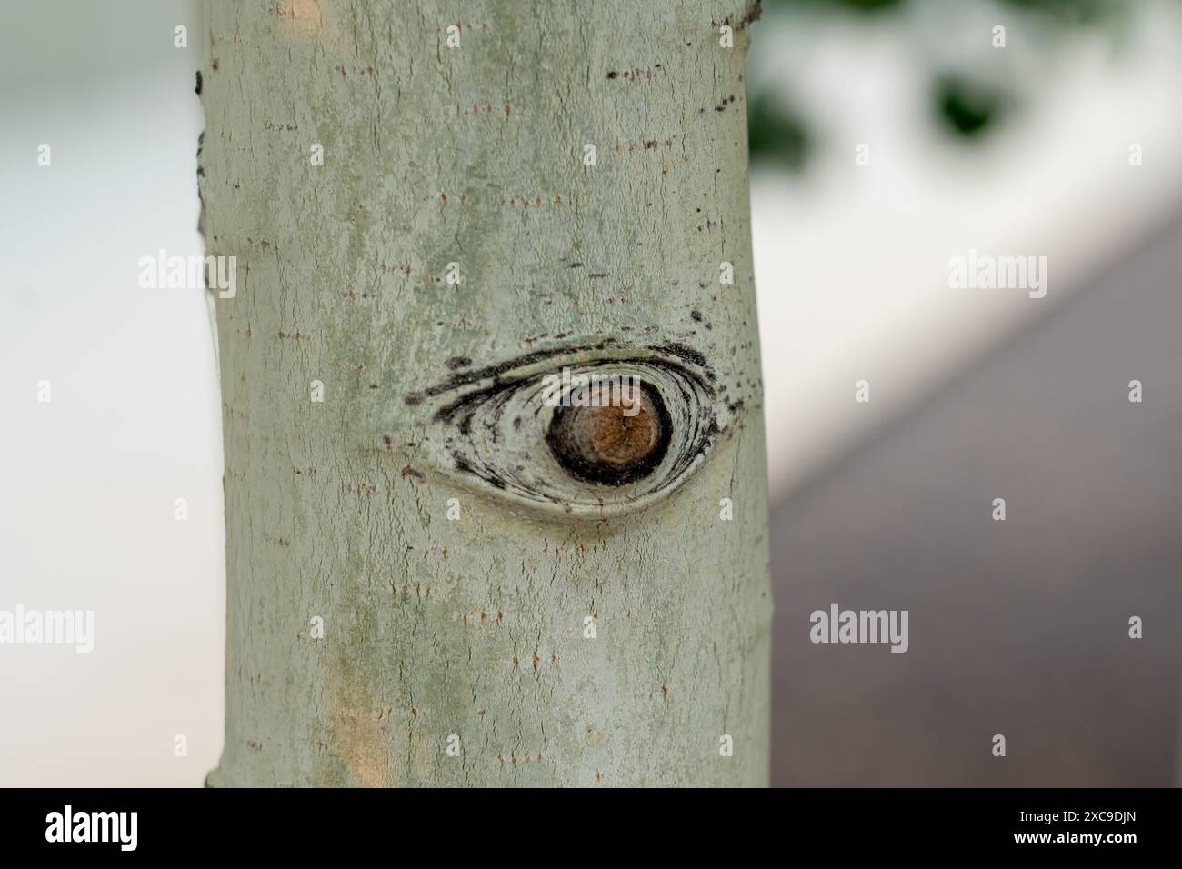 Nahaufnahme des Aspen-Baumstamms mit einem Auge. Stockfoto