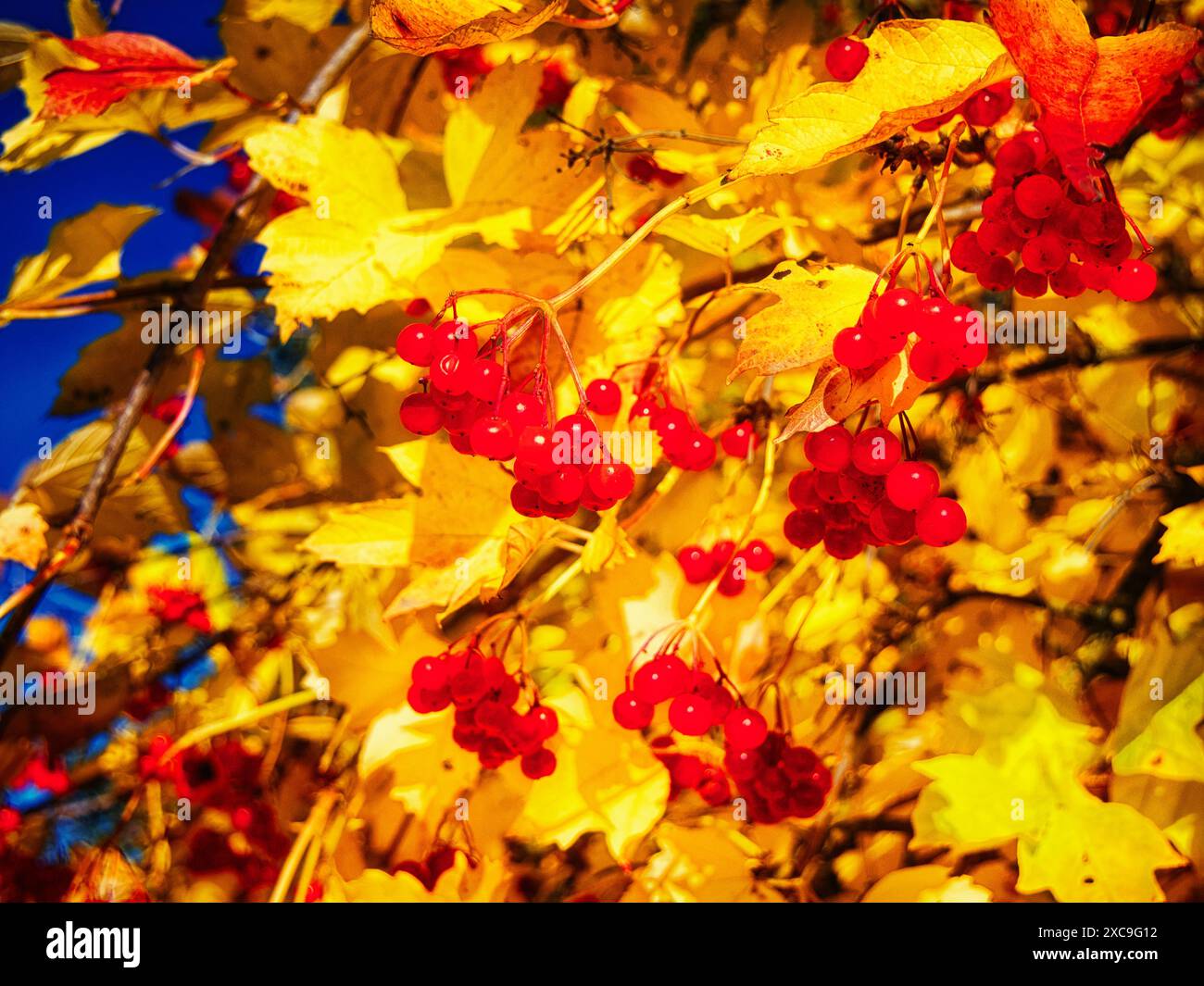 Erntezeit: Rote Beeren zwischen gelbem Blattwerk, die Erntezeit. Stockfoto