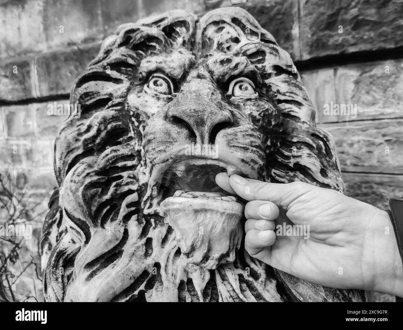 Antike Löwenstatue, verwittert und majestätisch, aus weißem Marmor mit Spuren von Moos. Der Finger des Mannes im Mund des Löwen. Humorvolles Foto. Schwarz und weiß Stockfoto
