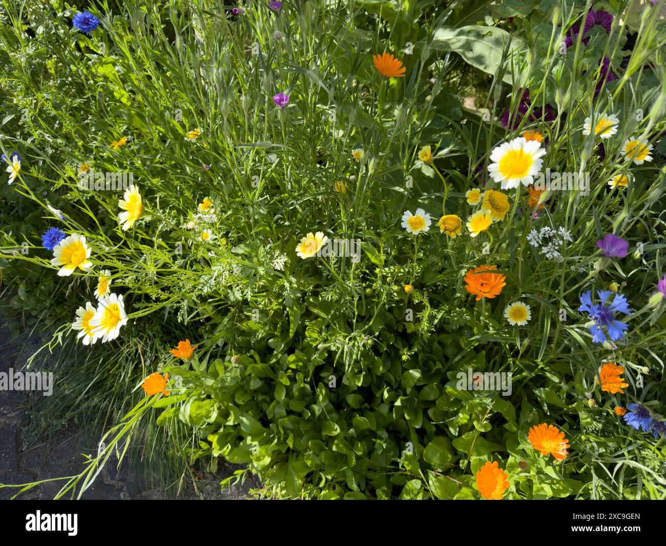 Schöne Blumenwiese mit Wildblumen im Garten im Sommer Stockfoto