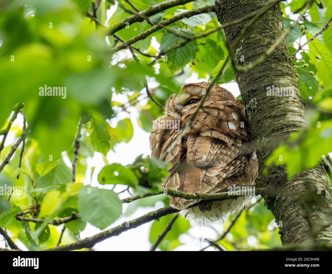 A Tawny Owl, Strix aluco in Austwick, Yorkshire Dales, Großbritannien. Stockfoto