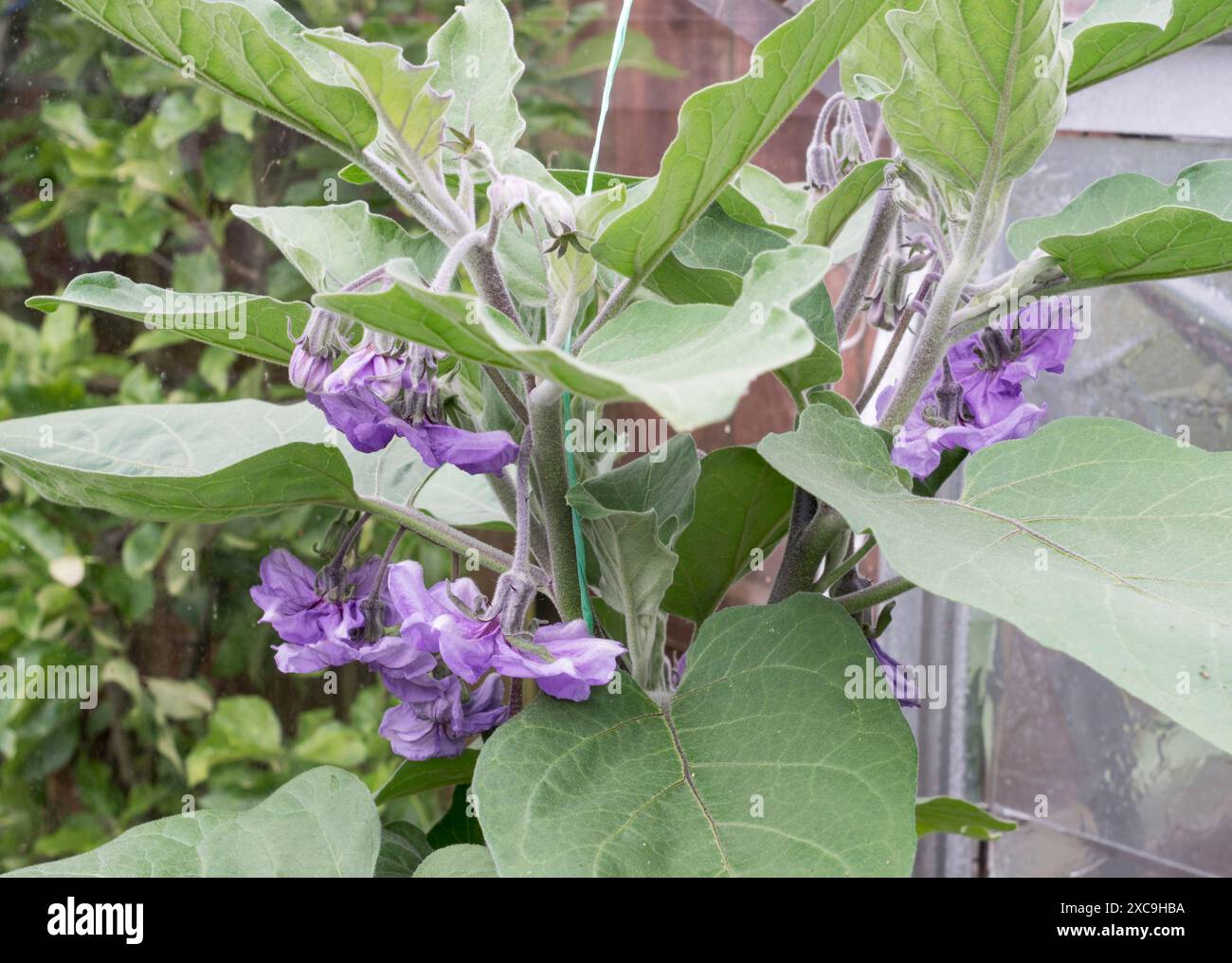 Blüten von Auberginen Early Long Purple (Solanuum melongena), die in einem Gewächshaus in Großbritannien wachsen Stockfoto