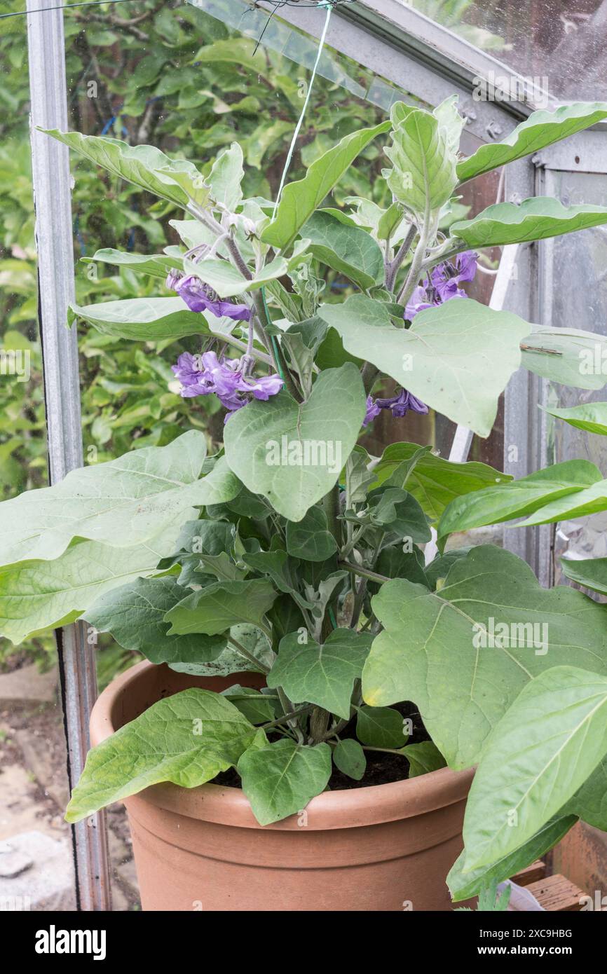 Blüten von Auberginen Early Long Purple (Solanuum melongena), die in einem Topf innerhalb eines Gewächshauses in Großbritannien wachsen Stockfoto