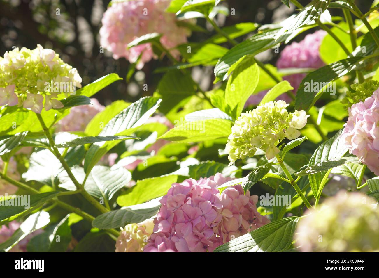 Ein Hortensie-Busch, der im Garten wächst und von der Morgensonne beleuchtet wird. Üppig rosa hortensia Blütenstände zwischen grünem Laub. Stockfoto