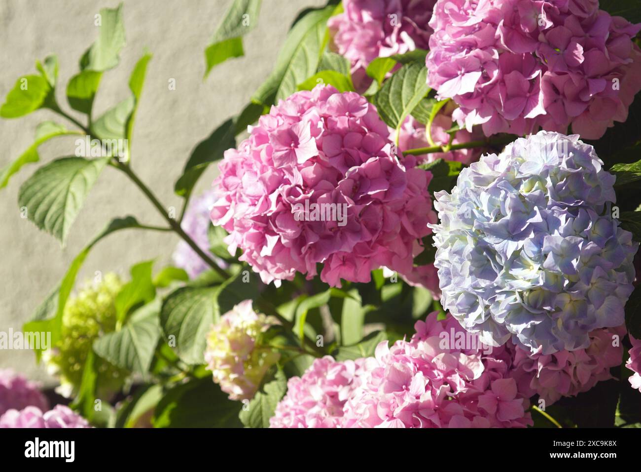 Ein Busch mit üppigen kugelförmigen rosa und blauen Hortensien Blütenständen - Sommer im Garten. Stockfoto