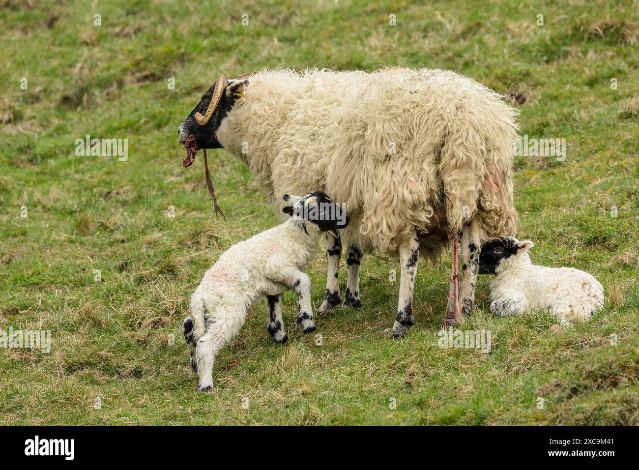 Lammzeit in den schottischen Glens und ein Schottisches Schwarzgesichtsschaf oder Mutterschaf haben gerade ihre beiden Lämmer zur Welt gebracht und fressen die Plazenta. Ho Stockfoto