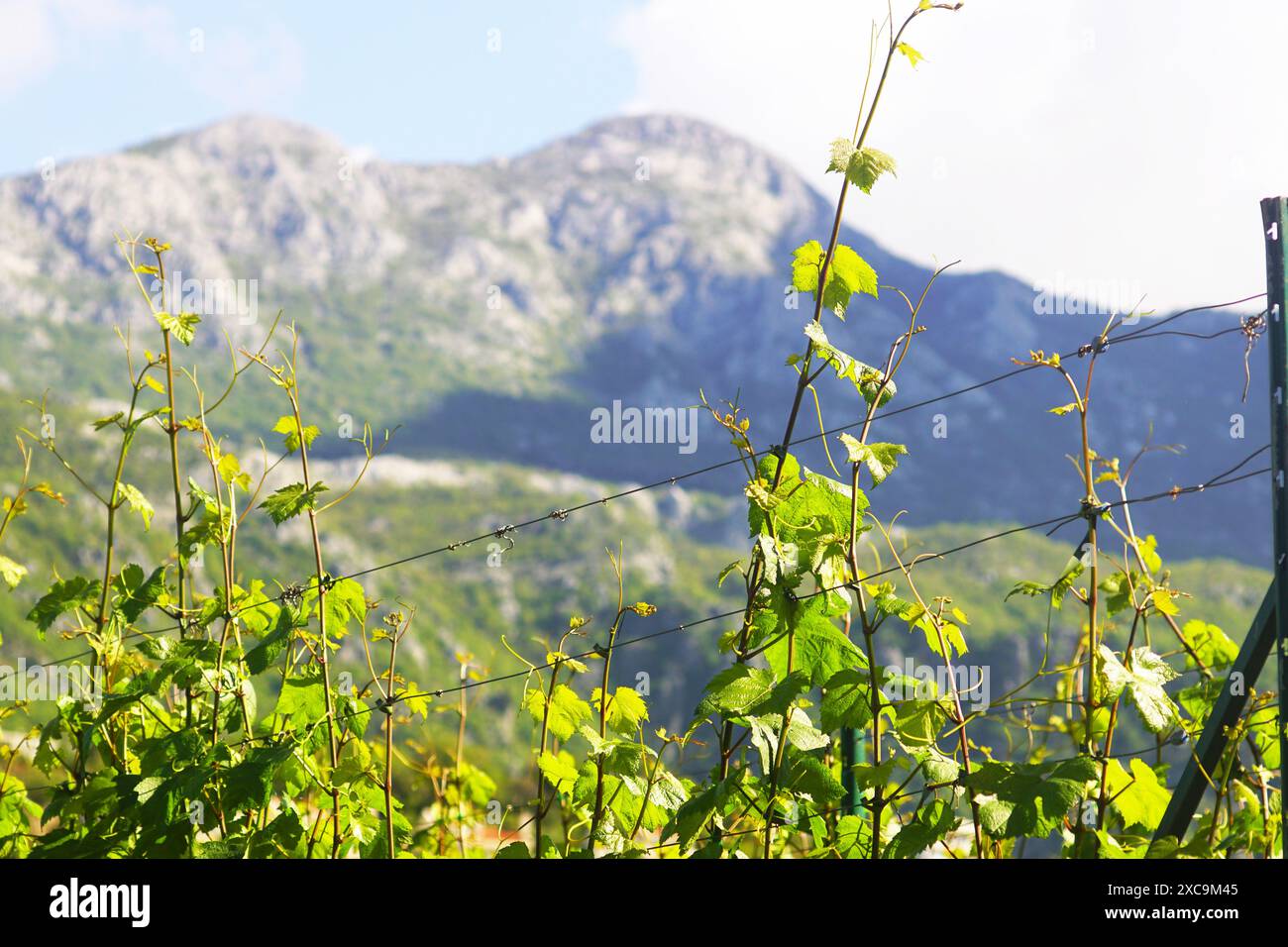 Zweige einer Weinrebe mit jungen grünen Blättern vor einem Hintergrund von Bergen. Frühling im Weinberg. Stockfoto