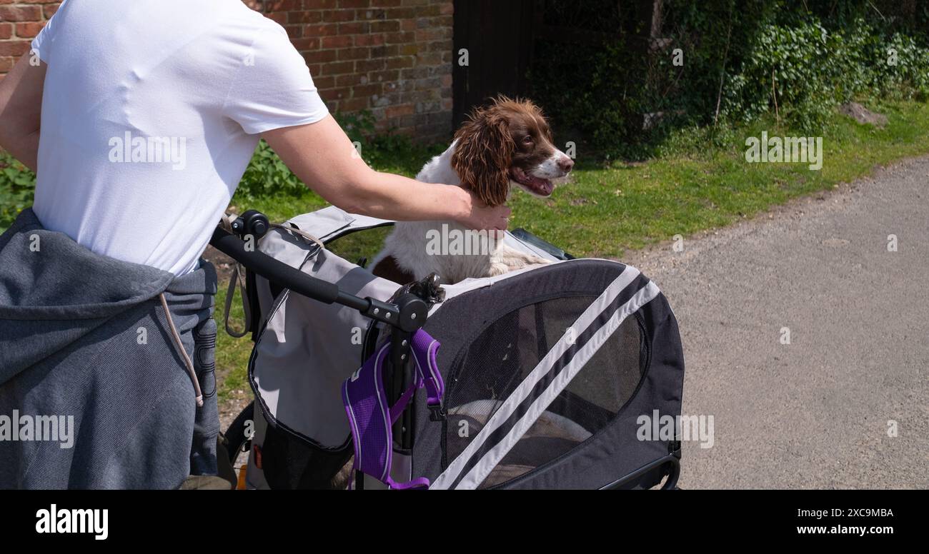 Ein englischer springer Spaniel in einem Buggy, der im Rahmen eines Erholungsprozesses spazieren ging und nicht mit einer Leine laufen konnte. Stockfoto