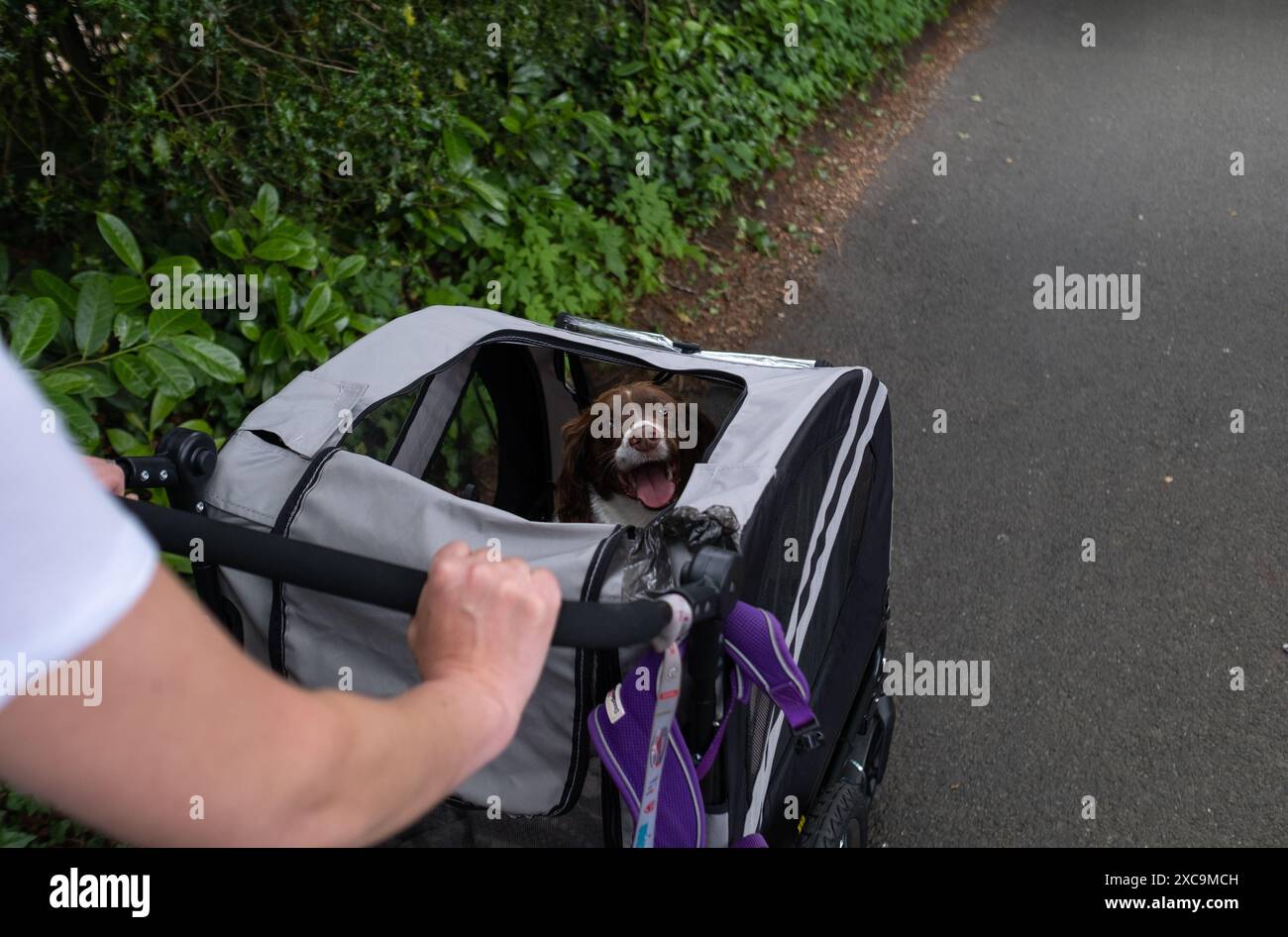 Ein englischer springer Spaniel in einem Buggy, der im Rahmen eines Erholungsprozesses spazieren ging und nicht mit einer Leine laufen konnte. Stockfoto