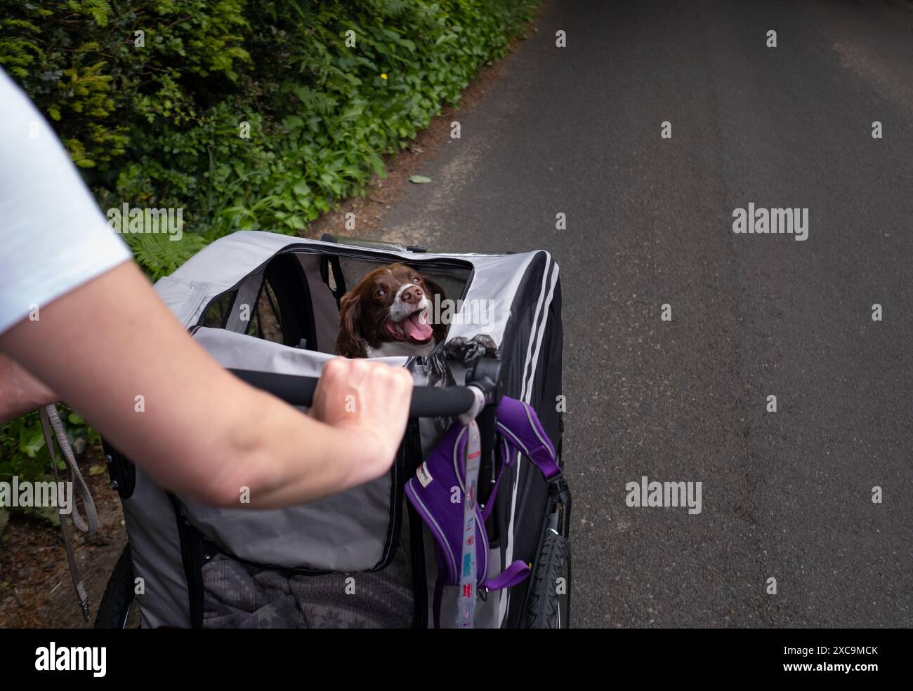 Ein englischer springer Spaniel in einem Buggy, der im Rahmen eines Erholungsprozesses spazieren ging und nicht mit einer Leine laufen konnte. Stockfoto