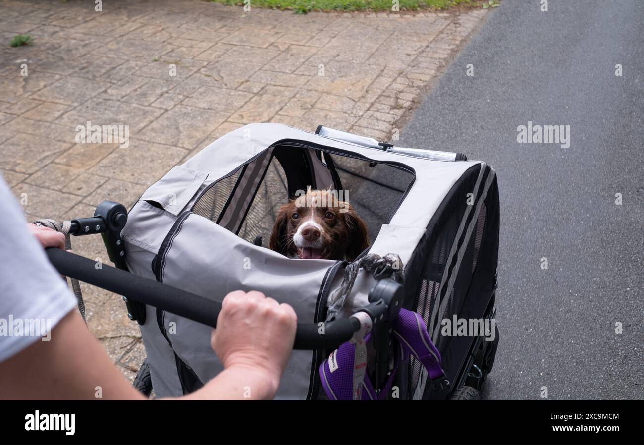 Ein englischer springer Spaniel in einem Buggy, der im Rahmen eines Erholungsprozesses spazieren ging und nicht mit einer Leine laufen konnte. Stockfoto
