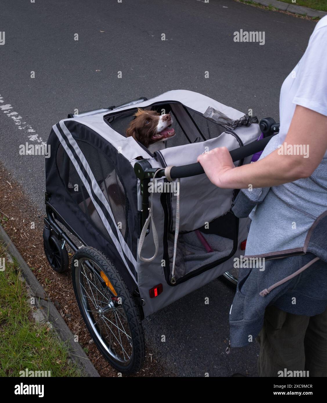 Ein englischer springer Spaniel in einem Buggy, der im Rahmen eines Erholungsprozesses spazieren ging und nicht mit einer Leine laufen konnte. Stockfoto