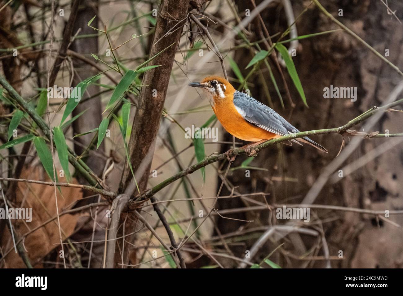 Orangenköpfige Soor Stockfoto