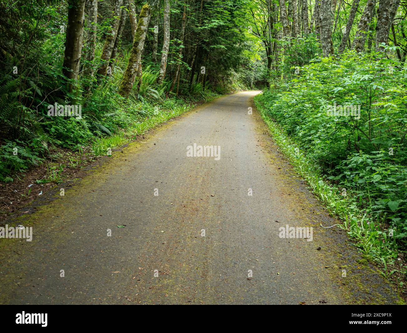 WA25344-00...WASHINGTON - Olympic Discovery Trail für Fahrräder, Pferde und Wanderer im Wald in der Nähe von Sequim Bay. Stockfoto