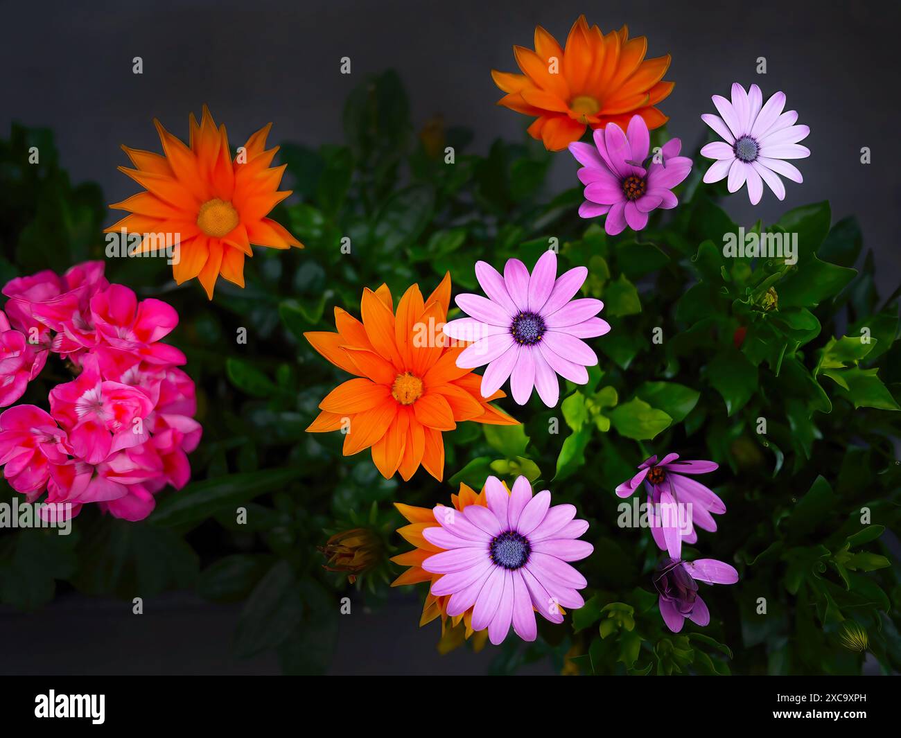 Direkt über dem Blick auf Osteospermum, Dimorphotheca oder Gänseblümchensträucher oder afrikanische Gänseblümchen mit anderer farbenfroher Flora, Pink, Magenta, Orange, im dunklen Hintergrund Stockfoto